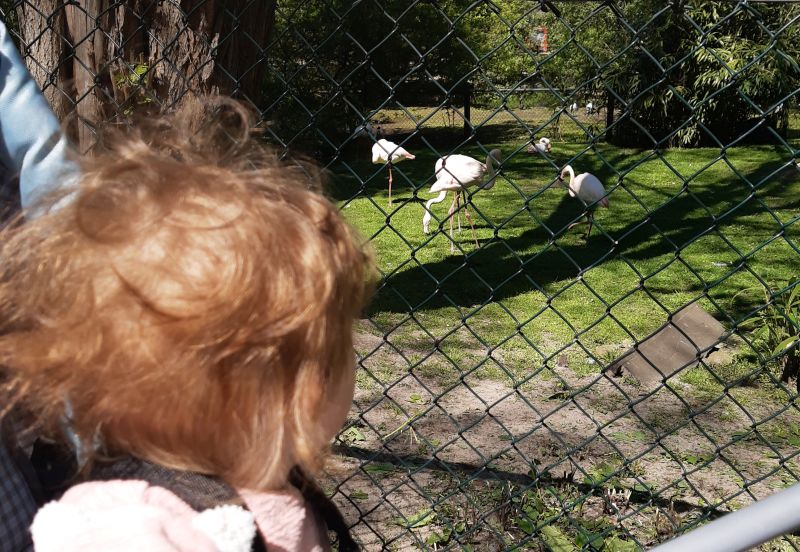 Baby vor Flamingos.