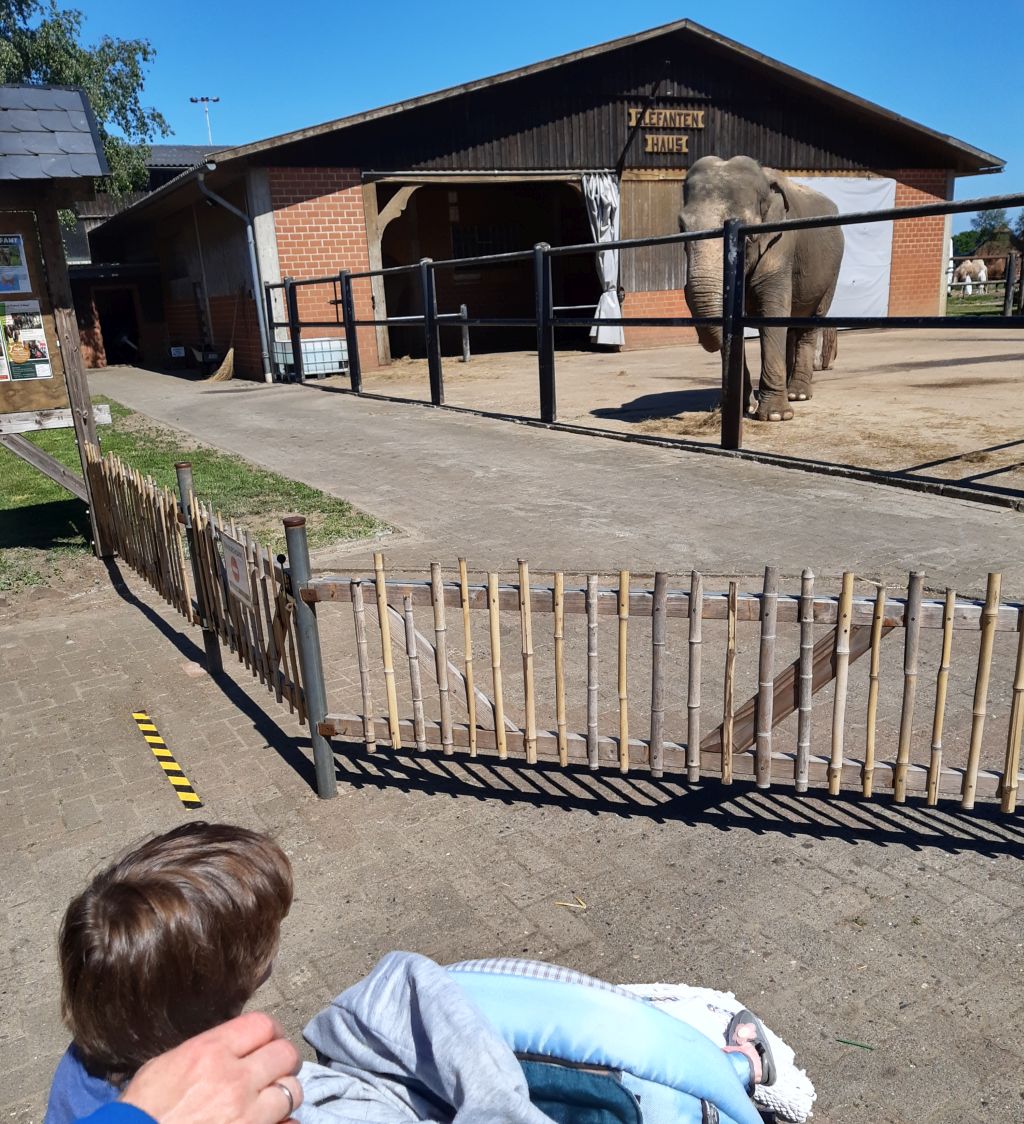 tierpark ströhen elefanten