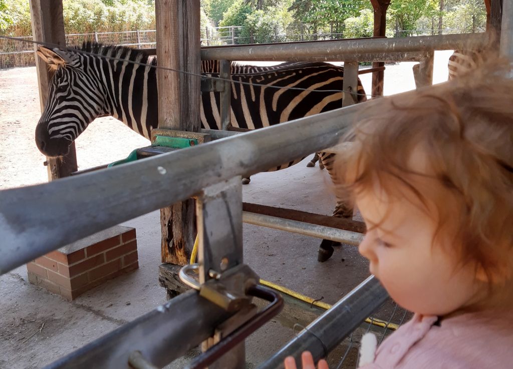 baby und zebra im tierpark ströhen