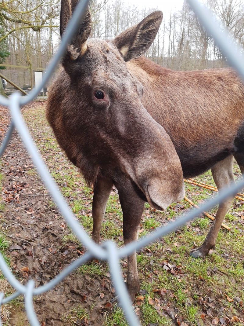 wisentgehege springe elch tierpark