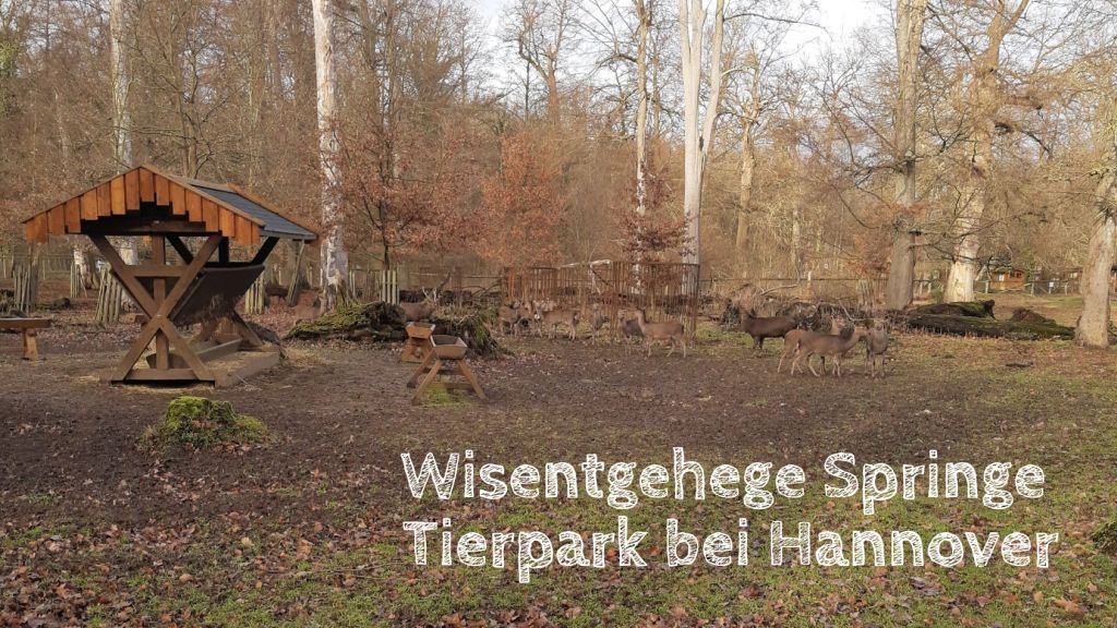 wisentgehege springe ausflugsziel