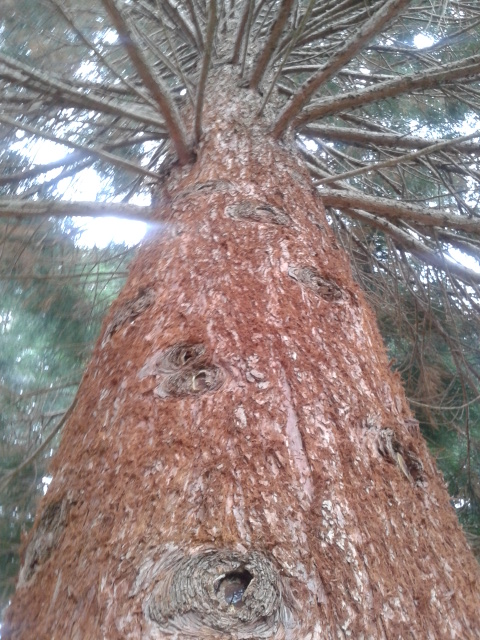 Impressive redwoods properly impressed my boys. 