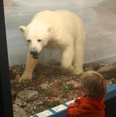 In freier Wildbahn begegnet man in Norwegen heute keinem Eisbär mehr. Im Agder Naturmuseum schon. (You won't come across any polar bears in Norway today. Well, in the museum you do.) 