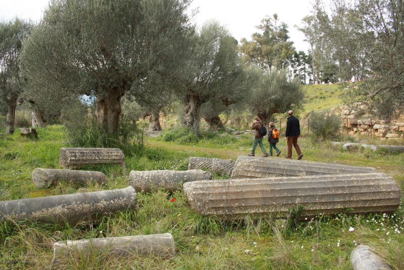 This is Sparta: frei zugängliche Ruinen im Olivenhain, dazwischen Frühlingsblümchen. 