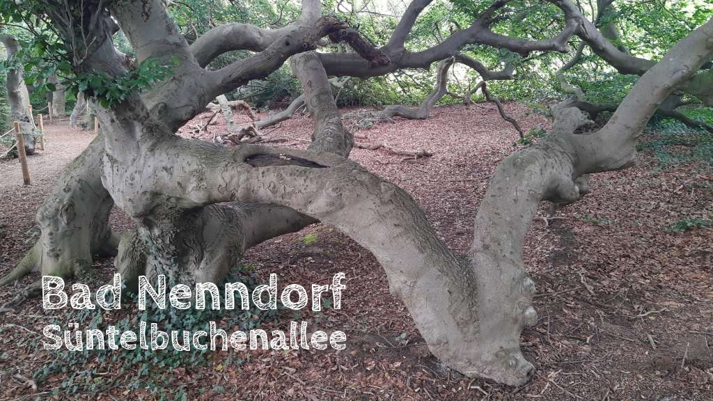 bad nenndorf süntelbuchen, ausflug mit kind