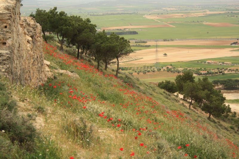 Spanien, La Mancha, Mohnblumen