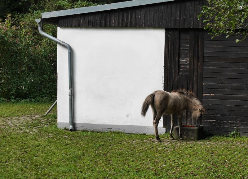 Neanderthal Museum, Eiszeitliches Tiergehege, Tarpir-Fohlen