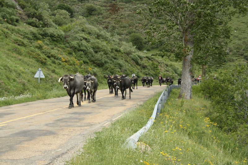 Nordspanien Kühe auf der Straße