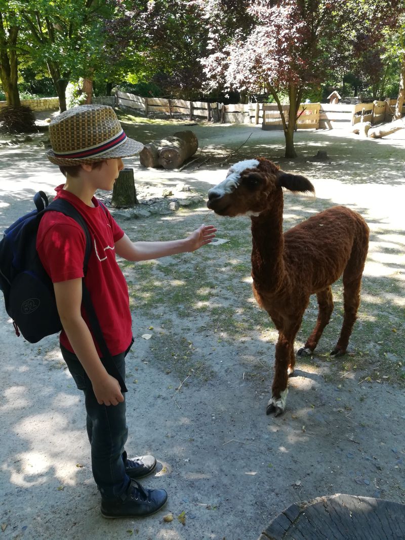 Tierpark Hamm, Alpakas