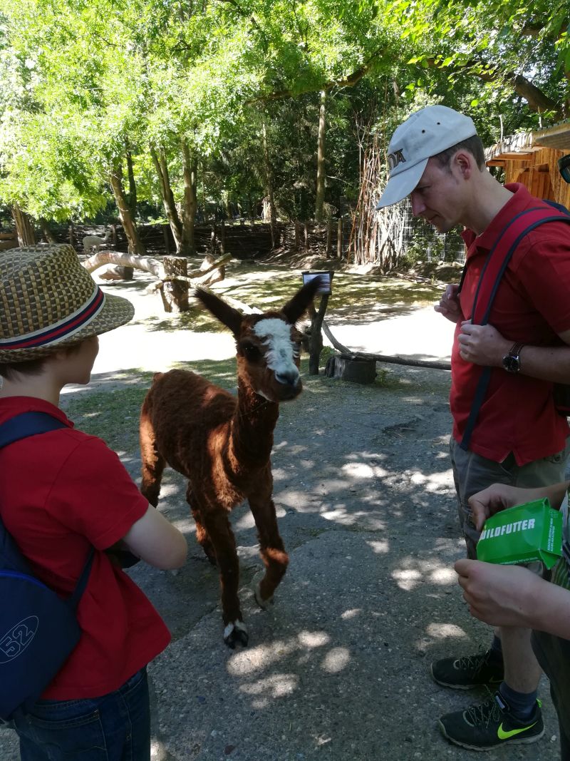 Tierpark Hamm, Alpakas füttern