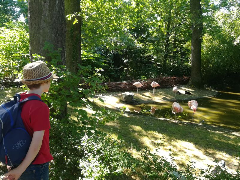 Tierpark Hamm, Flamingos