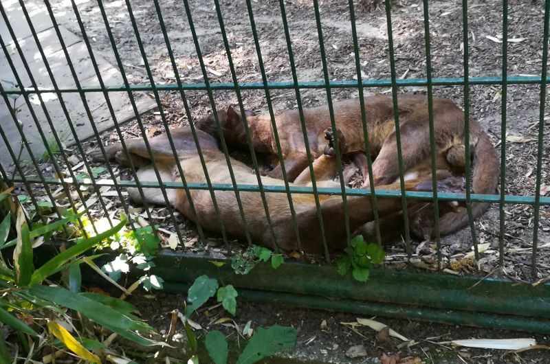 Tierpark Hamm, Fossas