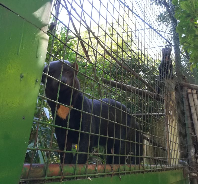 Tayra, Tierpark Hamm