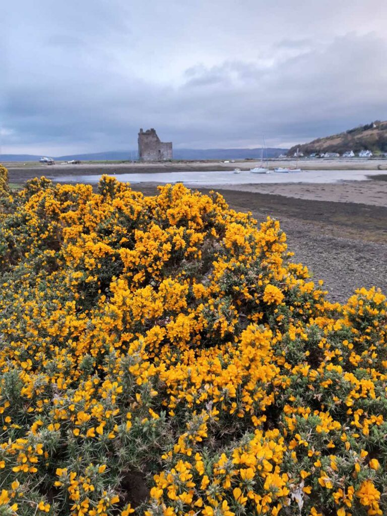 arran im frühling schottland lochranza castle ginster