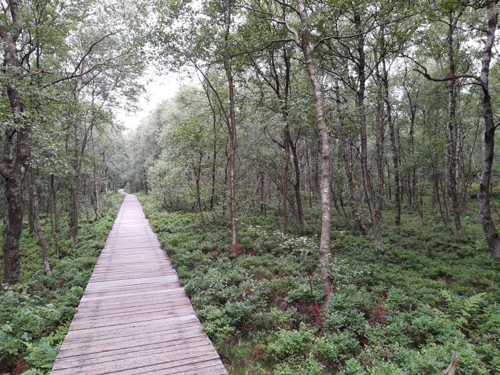 rhoen rotes moor karpatenbirken naturlehrpfad