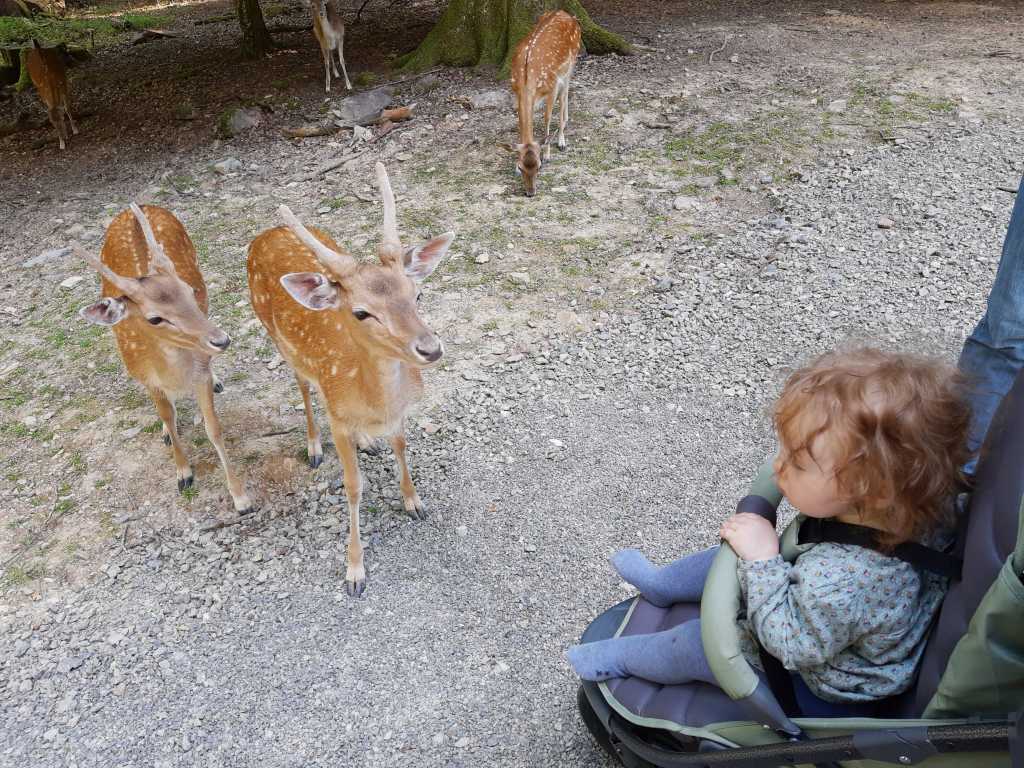 rhoen wildpark klaushof freigehege damwild