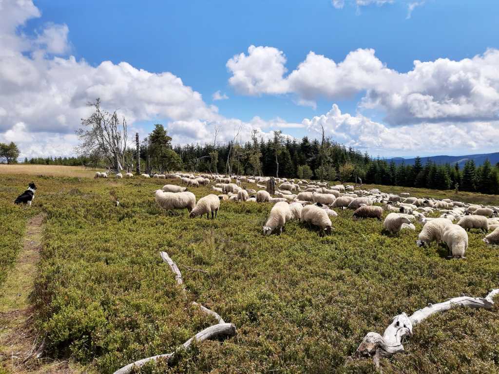 sauerland kahler asten schafe