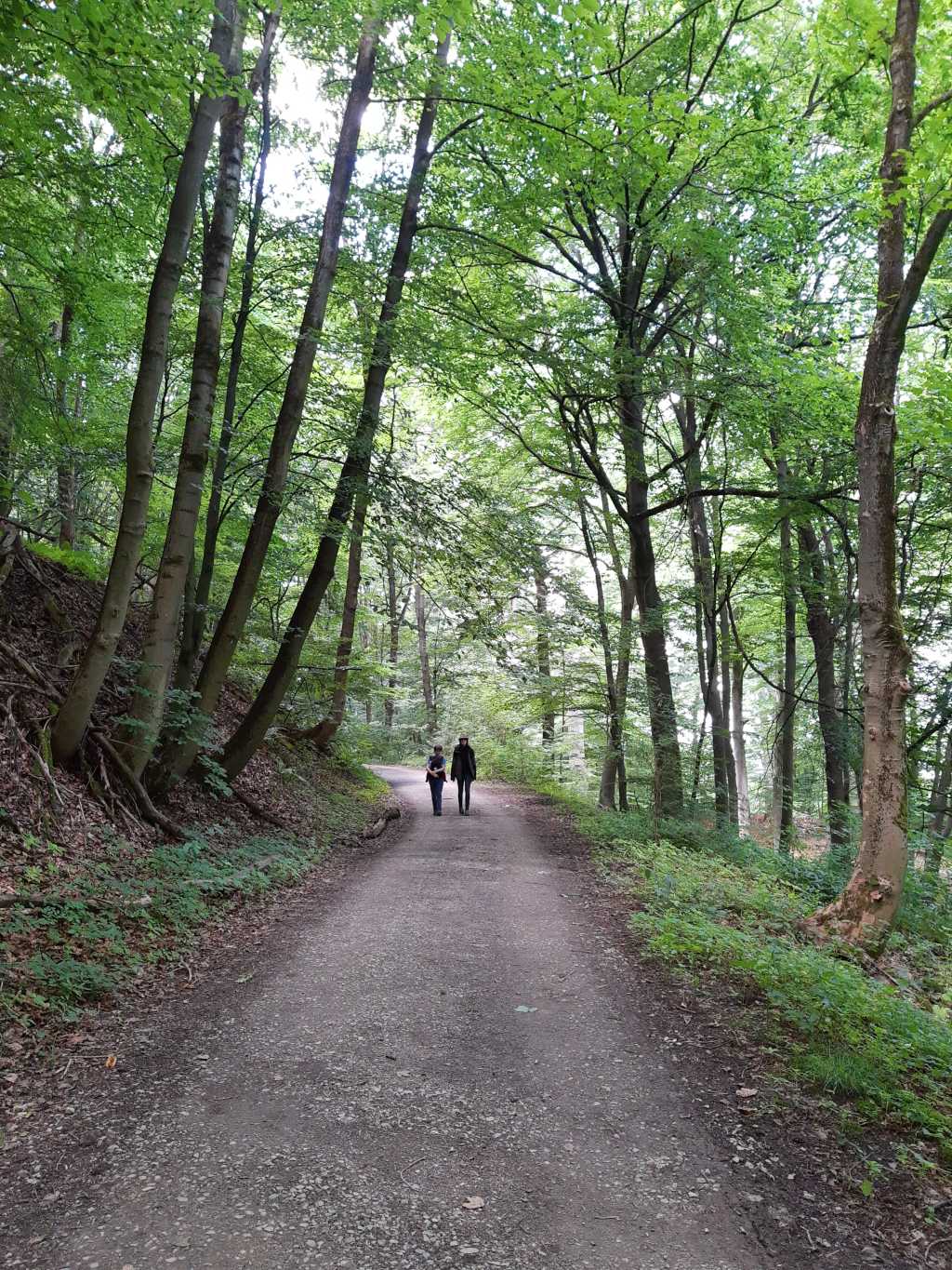 wilhelmshoehe wald wandern