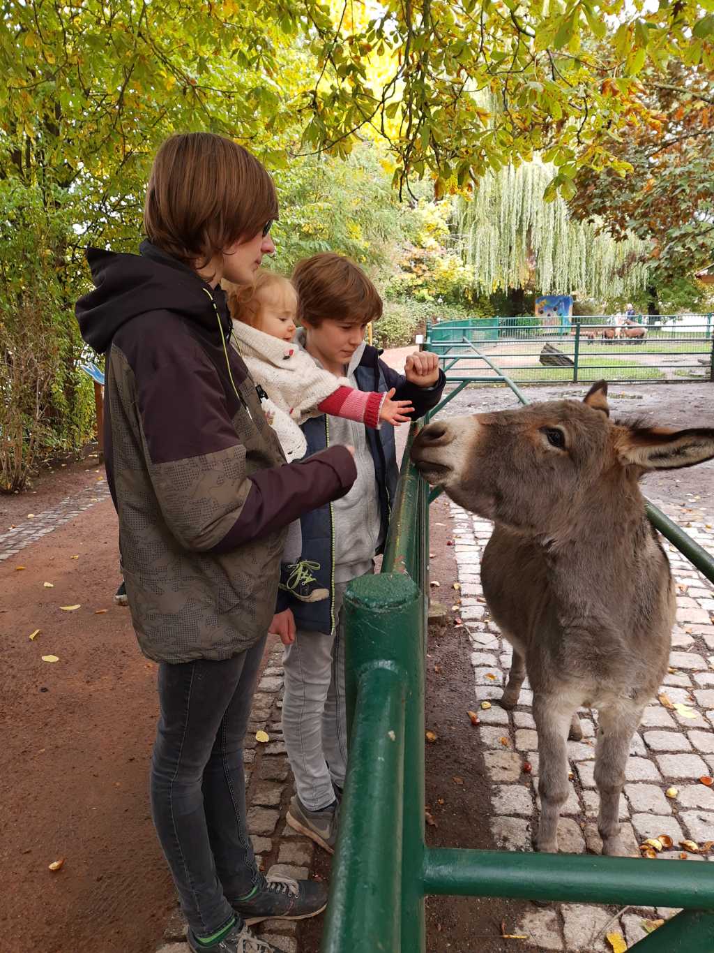 thueringen altenburg inselzoo esel