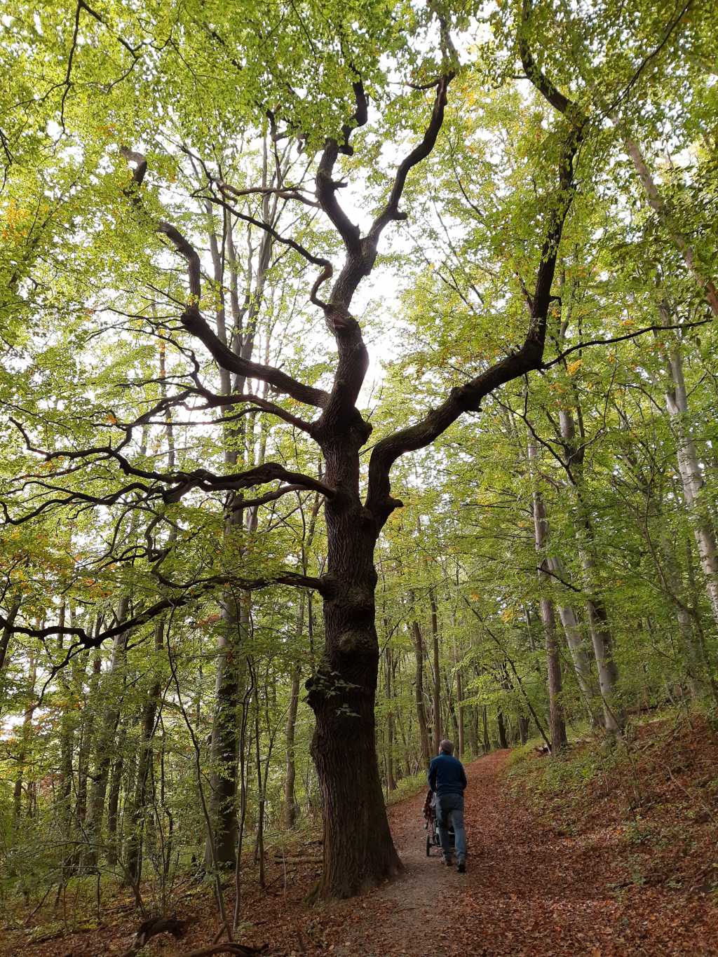 familienurlaub in thueringen nationalpark hainich