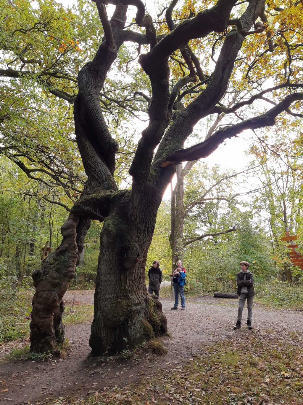 thueringen nationalpark hainich betteleiche mit familie