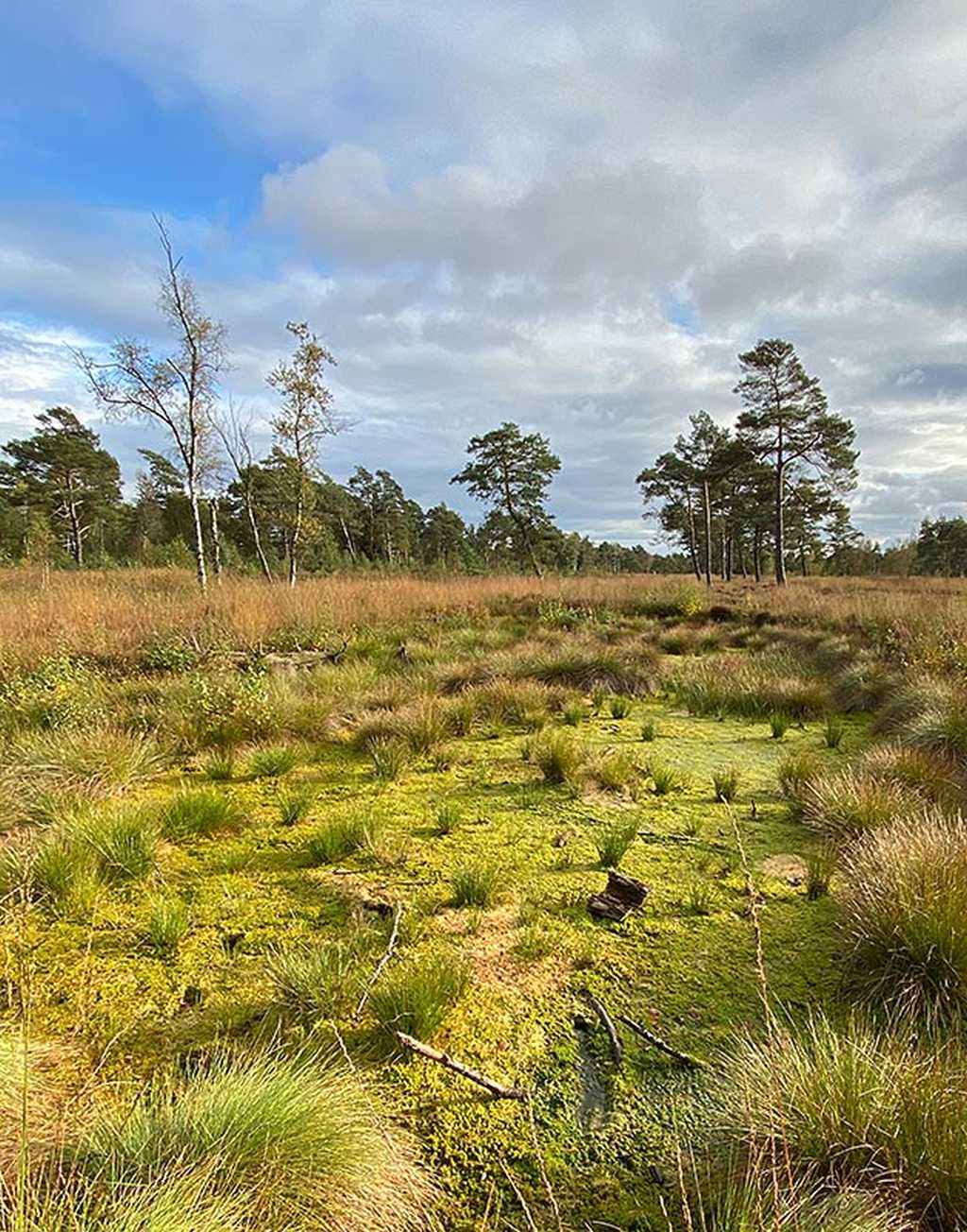 wege durchs moor tister bauernmoor