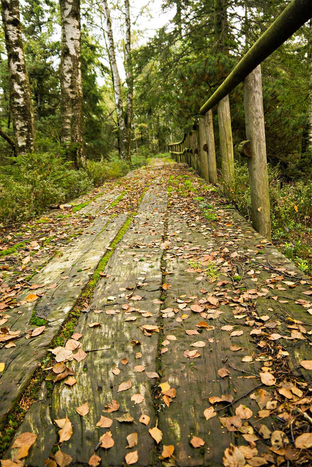 wege durchs moor roundup kaltenbronn-holzweg marion schaefer