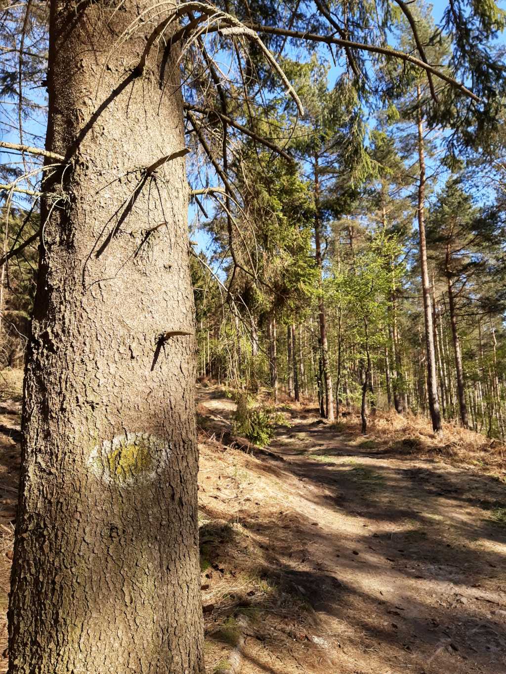 wandern in schaumburg spiegeleierweg obernkirchen