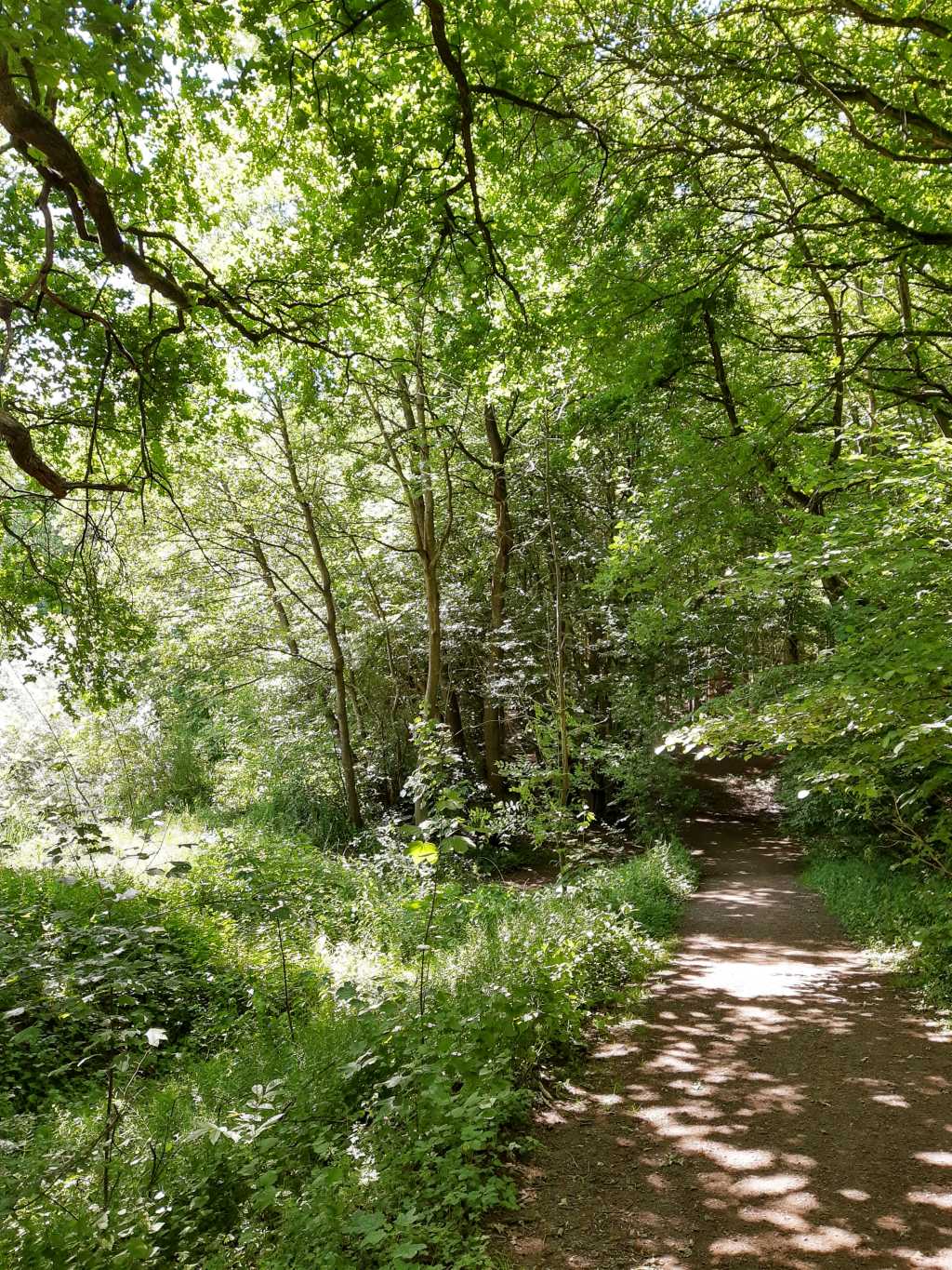 wandern in schaumburg stiftswald