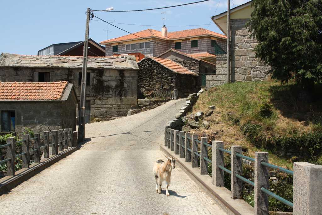 arouca dorf mit ziege