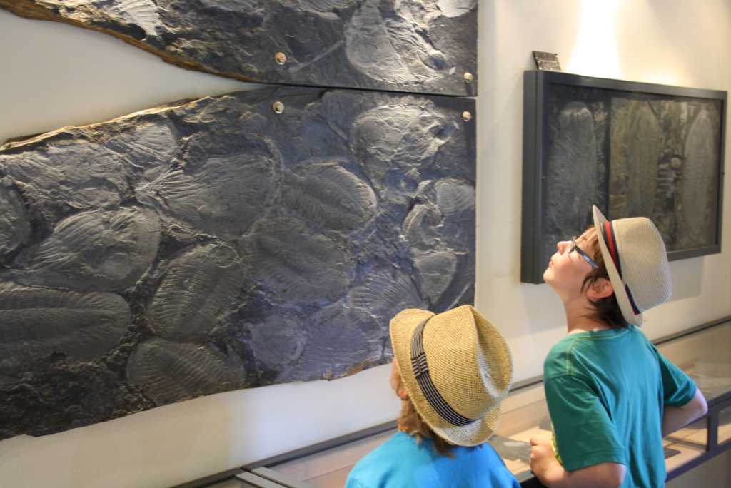 arouca museum versteinerungen