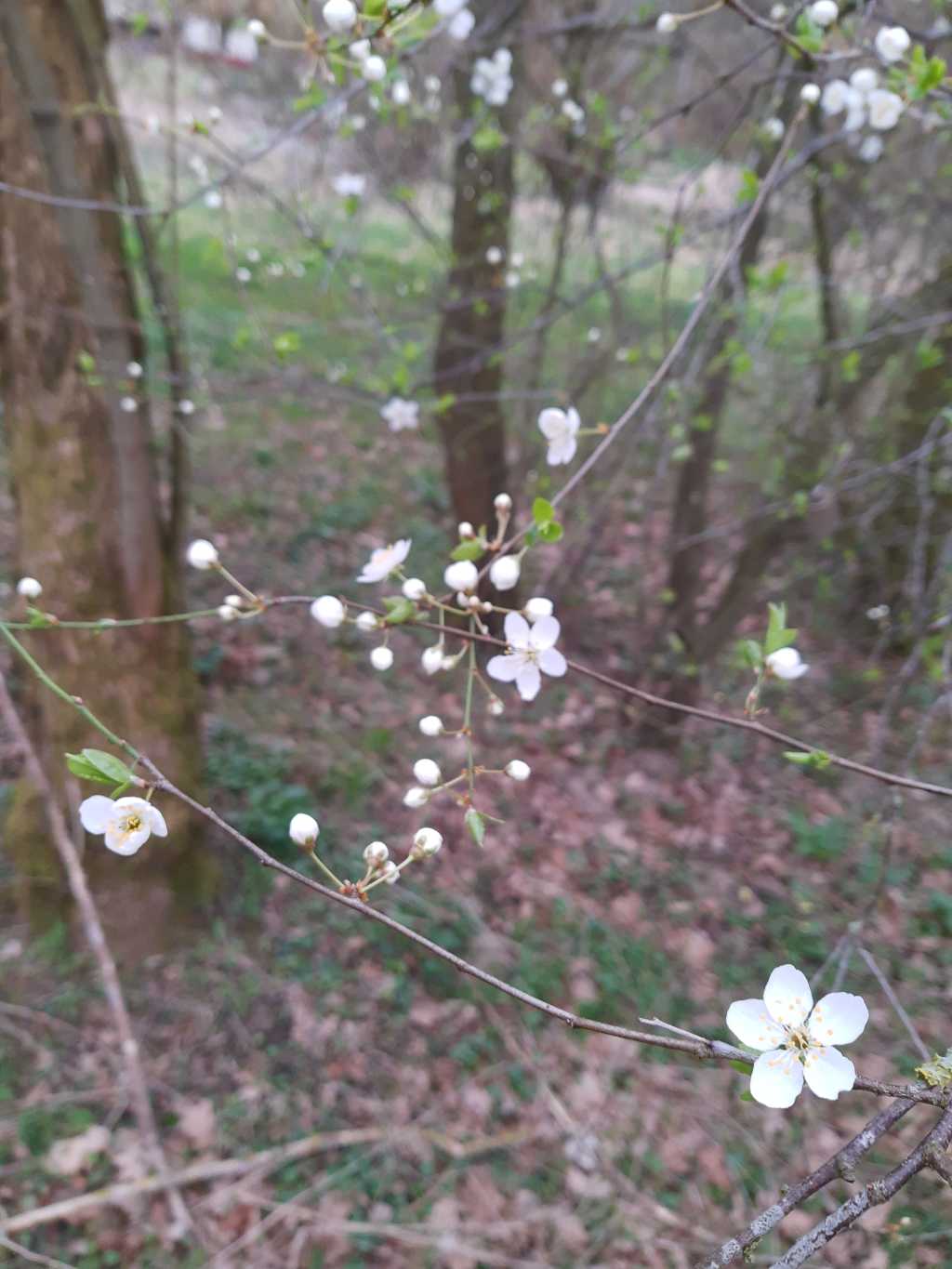 obstbaumblüten