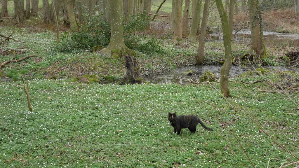 lenorenwald katze