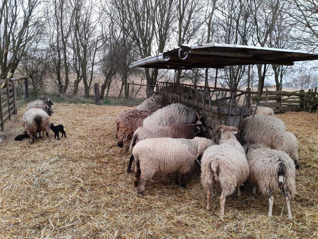schafe hoher schönberg klützer winkel