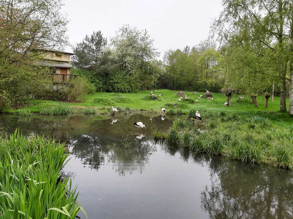 vogelpark marlow hütte mieten störche