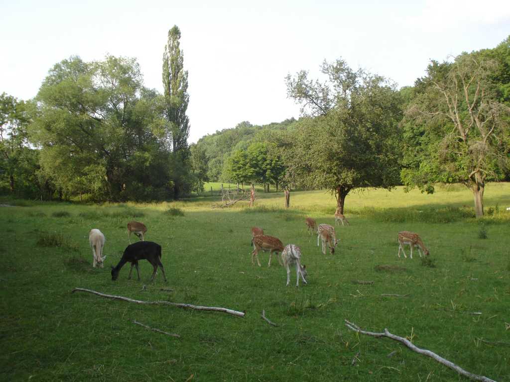 göttingen wildgehege