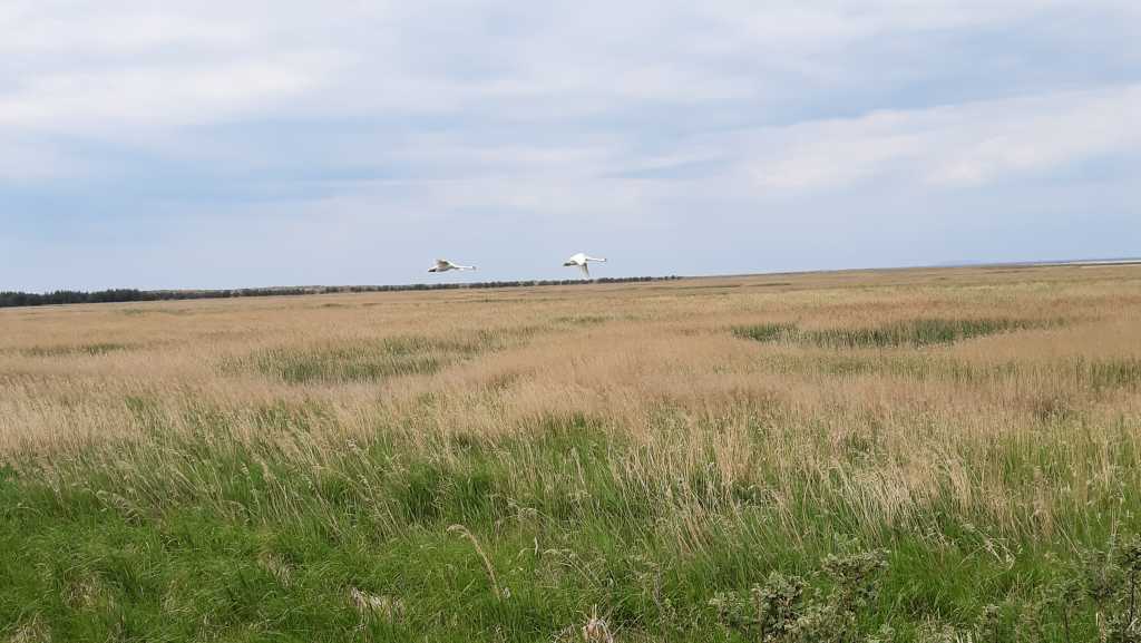 fischland-darss-zingst schwäne