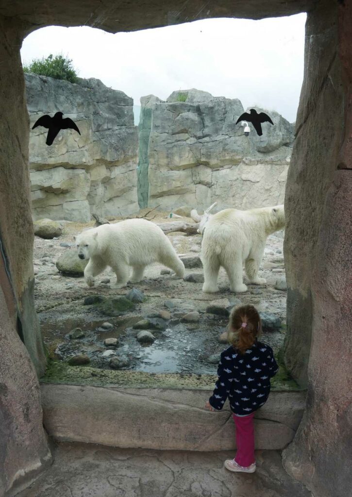 bremerhaven zoo eisbären kleinkind