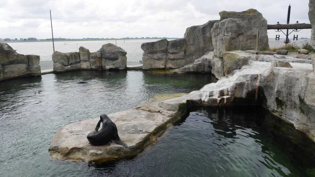 zoo am meer bremerhaven seelöwe