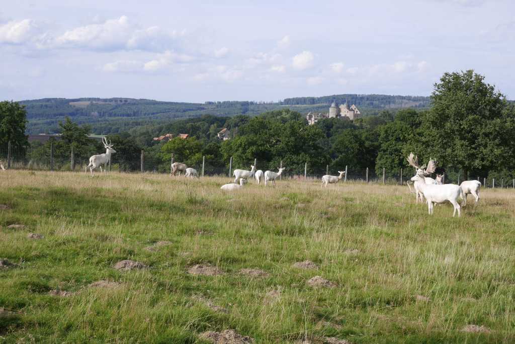 tierpark sababurg