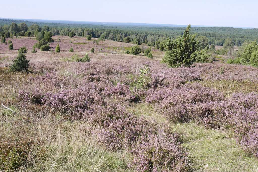 wilseder berg heide gipfelblick