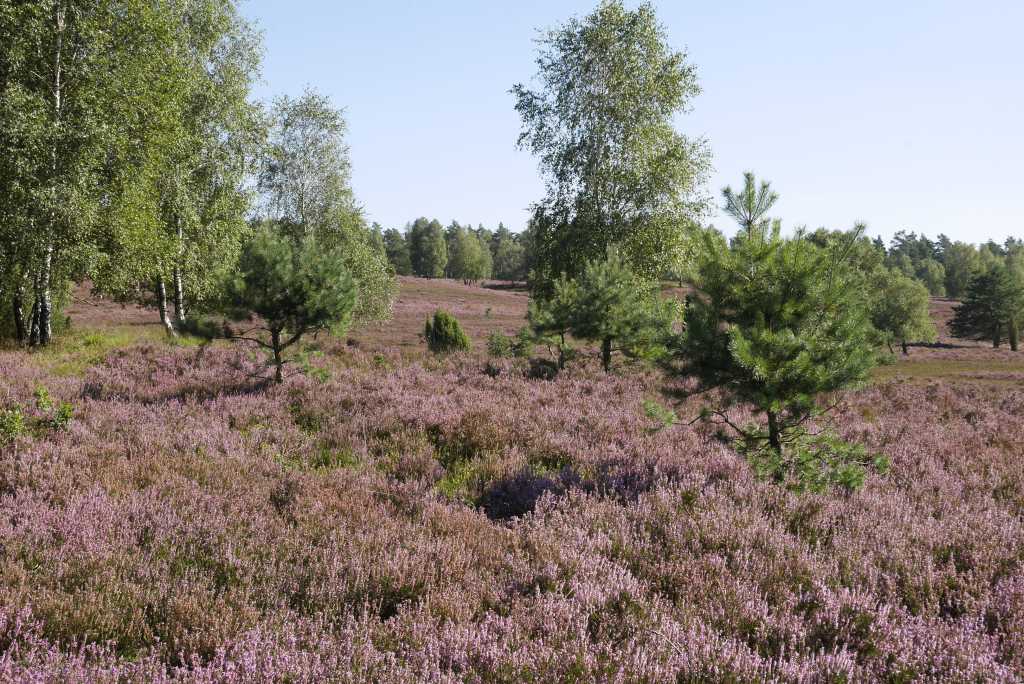 wilseder berg heide große heidefläche