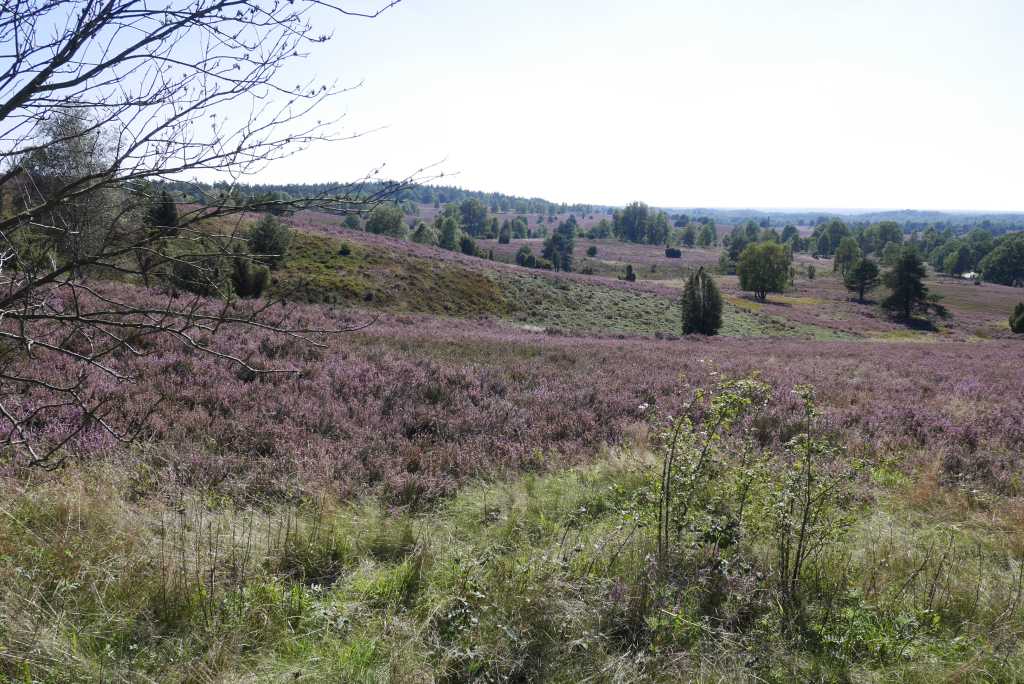 wilseder berg heide heideblüte