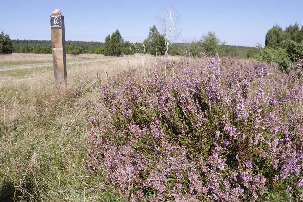 wilseder berg heide wanderweg