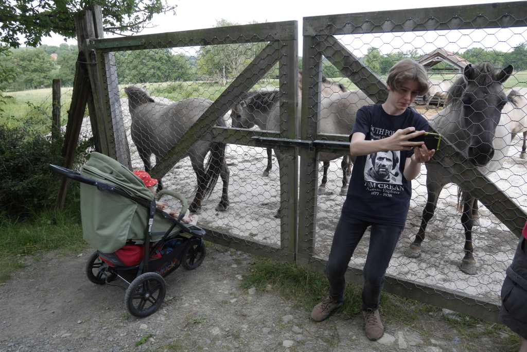 przewalskipferd, tierpark sababurg mit teenager und kleinkind