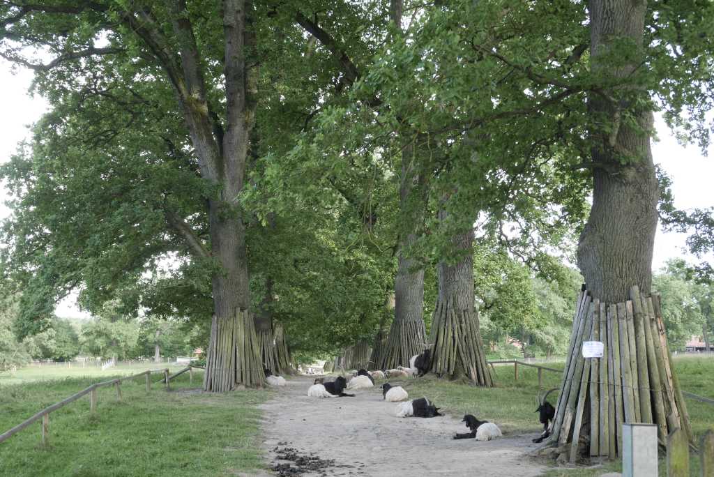 Walliser Schwarzhalsziegen, tierpark sababurg