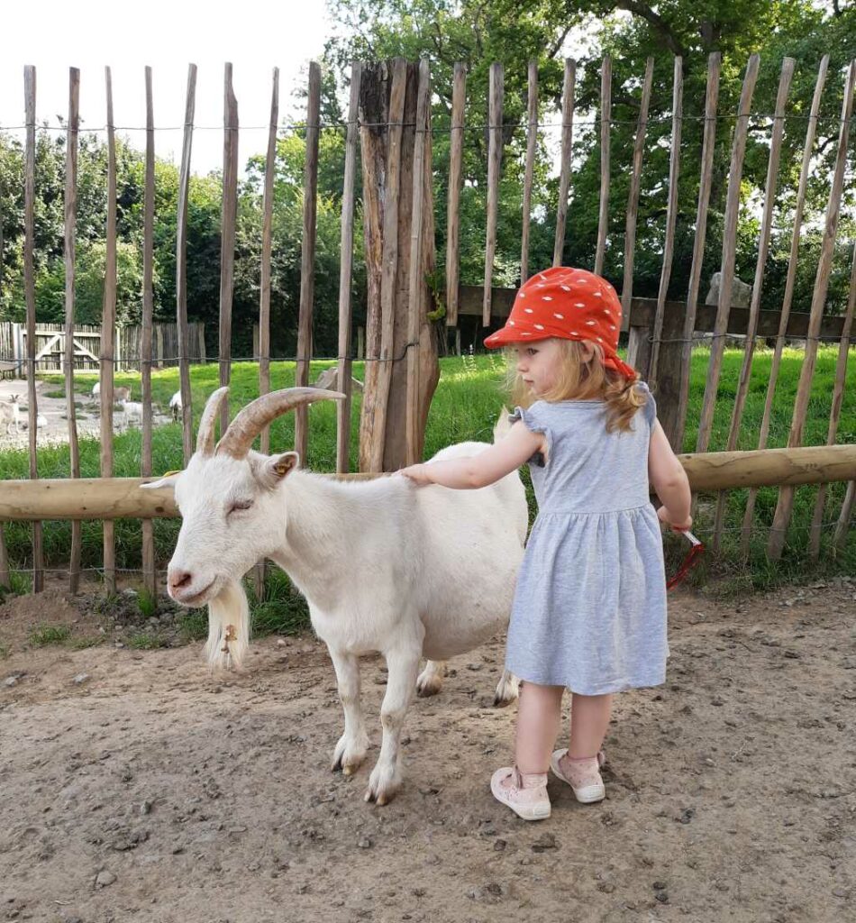 tierpark sababurg streichelzoo ziege