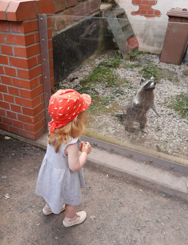 tierpark sababurg waschbär