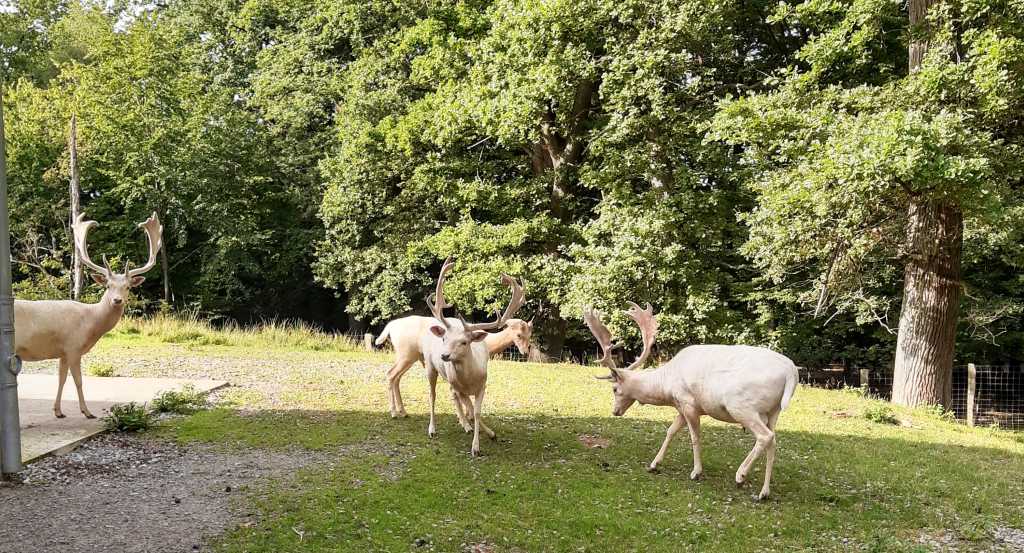 tierpark sababurg weiße hirsche