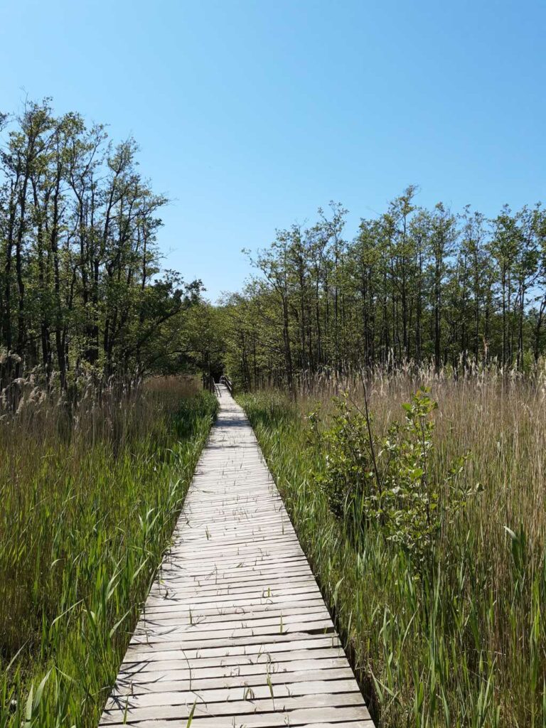 ostsee moor darss holzbohlenweg